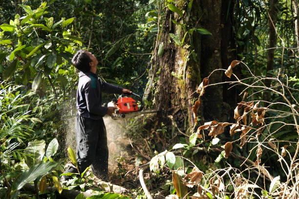 Professional Tree Care Services in Groveland, FL